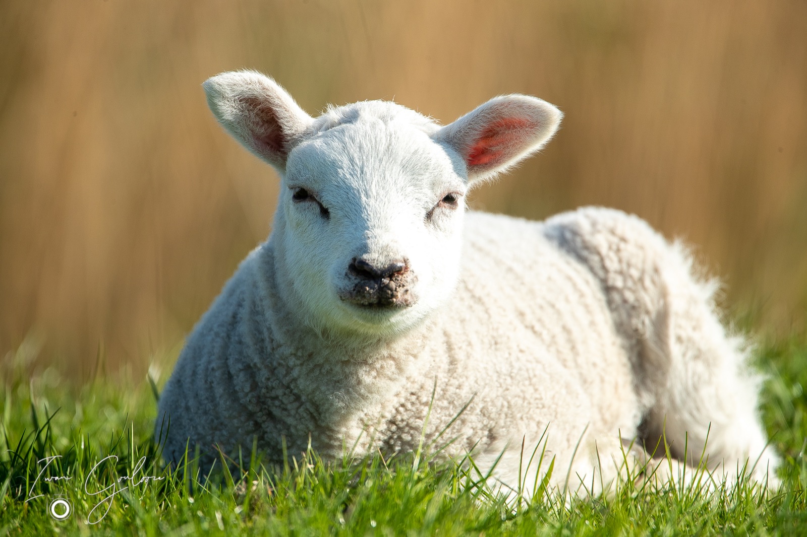 Schaap